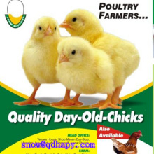 Poultry Farm Equipment with Good Quality in Hot Sale